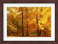 Framed Autumn Trees, Cumbria, England