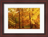 Framed Autumn Trees, Cumbria, England