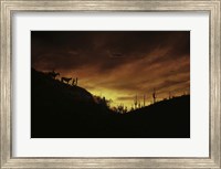 Framed Sunset over The Sonoran Desert, AZ