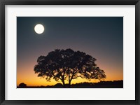 Framed Full Moon Over Silhouetted Tree
