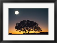 Framed Full Moon Over Silhouetted Tree