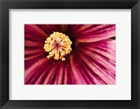 Framed Tree Mallow Pistil-Stamen