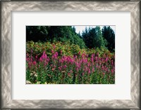 Framed Pink Fireweed Wildflowers, Alaska