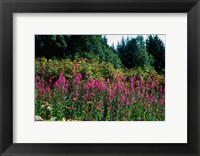 Framed Pink Fireweed Wildflowers, Alaska