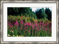 Framed Pink Fireweed Wildflowers, Alaska