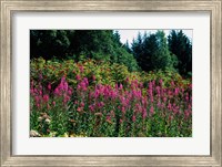 Framed Pink Fireweed Wildflowers, Alaska