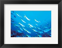 Framed School of Fish Underwater