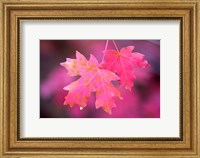 Framed Autumn Color Maple Tree Leaves