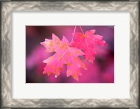 Framed Autumn Color Maple Tree Leaves