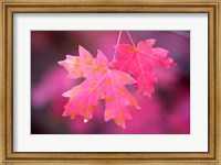 Framed Autumn Color Maple Tree Leaves