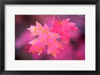 Framed Autumn Color Maple Tree Leaves