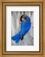 Framed Male Eastern Bluebird