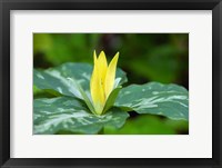 Framed Yellow Trillium Flower, Tennessee