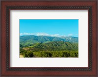 Framed Orange Tree Grove, Santa Paula, Ventura County, California