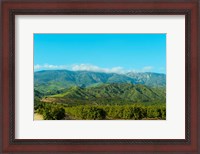 Framed Orange Tree Grove, Santa Paula, Ventura County, California