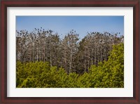 Framed Flock of Cormorant Birds, Lithuania