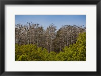 Framed Flock of Cormorant Birds, Lithuania