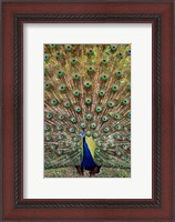 Framed Dancing Peacock, Kanha National Park, Madhya Pradesh, India