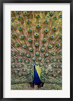 Framed Dancing Peacock, Kanha National Park, Madhya Pradesh, India