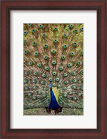 Framed Dancing Peacock, Kanha National Park, Madhya Pradesh, India