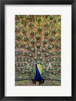 Framed Dancing Peacock, Kanha National Park, Madhya Pradesh, India