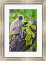 Framed Gray Langur Monkey, Kanha National Park, Madhya Pradesh, India