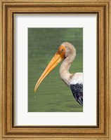 Framed Painted Stork, Bandhavgarh National Park, India