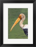Framed Painted Stork, Bandhavgarh National Park, India