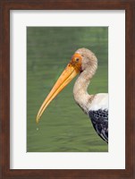 Framed Painted Stork, Bandhavgarh National Park, India