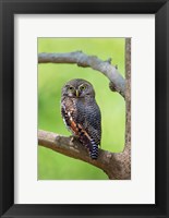 Framed Jungle Owlet, Bandhavgarh National Park, Umaria District, India