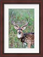 Framed Spotted Deer,Kanha National Park, Madhya Pradesh, India