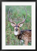 Framed Spotted Deer,Kanha National Park, Madhya Pradesh, India