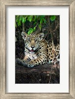 Framed Jaguar, Pantanal Wetlands, Brazil
