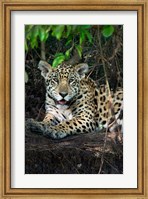 Framed Jaguar, Pantanal Wetlands, Brazil