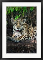 Framed Jaguar, Pantanal Wetlands, Brazil