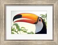 Framed Toco toucan (Ramphastos toco), Pantanal Wetlands, Brazil