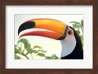 Framed Toco toucan (Ramphastos toco), Pantanal Wetlands, Brazil