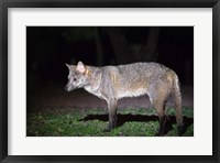 Framed Crab-Eating Fox, Pantanal Wetlands, Brazil
