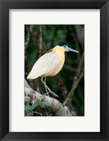 Framed Capped Heron, Pantanal Wetlands, Brazil