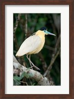 Framed Capped Heron, Pantanal Wetlands, Brazil