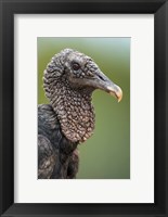 Framed Black Vulture, Pantanal Wetlands, Brazil