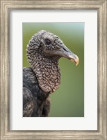 Framed Black Vulture, Pantanal Wetlands, Brazil