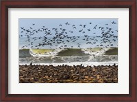 Framed Cape Fur Seals, Cape Cross, Namibia