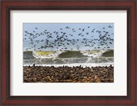 Framed Cape Fur Seals, Cape Cross, Namibia