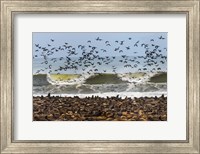 Framed Cape Fur Seals, Cape Cross, Namibia