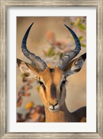 Framed Black-Faced Impala, Etosha National Park, Namibia