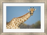 Framed Southern Giraffe, Etosha National Park, Namibia