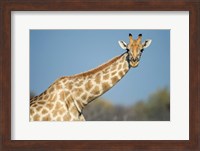 Framed Southern Giraffe, Etosha National Park, Namibia