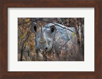Framed Black Rhinoceros, Etosha National Park, Namibia