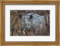 Framed Black Rhinoceros, Etosha National Park, Namibia